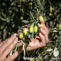 فروش زیتون به صورت جزیی در تهران در گروه خرید و فروش انواع روغن در یکمیوه