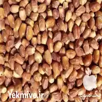 قیمت خرید عمده خرما به سراسر در شیراز در گروه خرید و فروش خرما در یکمیوه