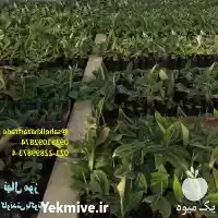 فروش موز کاوندیش نهال موز در تهران در گروه خرید و فروش نهال موز در یکمیوه