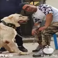 سگ نگهبان فروش سگهای قیمت مناسب در تهران در گروه سگ و گربه در یکمیوه