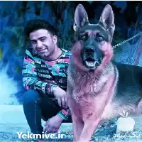 سگ سفت سگ نگهبان فروش سگ در تهران در گروه سگ و گربه در یکمیوه