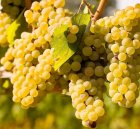 فروش انگور درب باغ یا ارسال در جهرم در گروه خرید و فروش انگور در یکمیوه