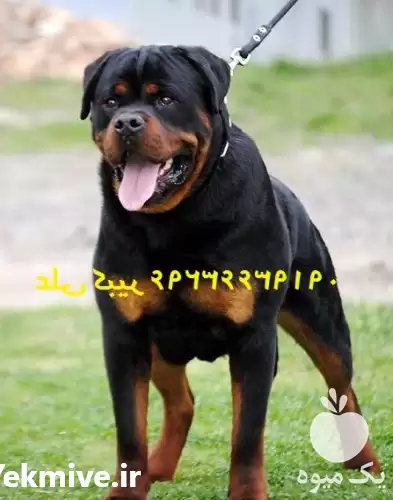 خرید فروش سگ روتوایلر بالغ توله در کرج در گروه سگ و گربه در یکمیوه -عکس1