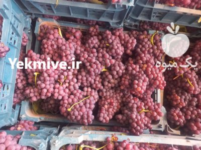فروش انگور یاقوتی محصولات کشاورزی در گروه خرید و فروش انگور در یکمیوه -عکس1