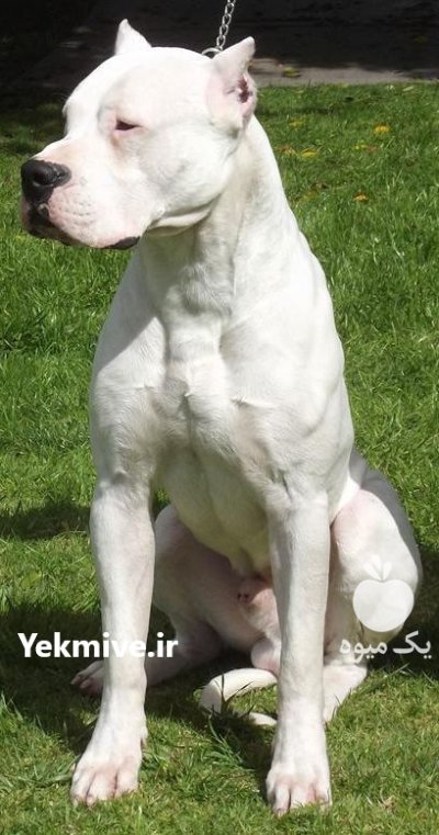 خرید و فروش سگ داگو ارژانتینو در گرمدره در گروه سگ و گربه در یکمیوه -عکس1