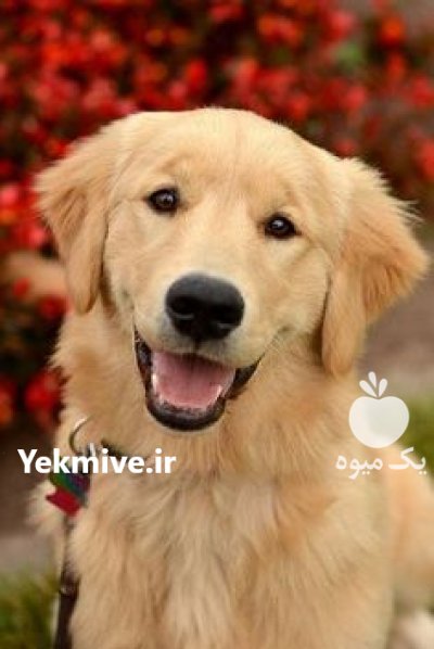 خرید و فروش سگ گلدن روتریور سگ در شهرجدید هشتگرد در گروه سگ و گربه در یکمیوه -عکس1