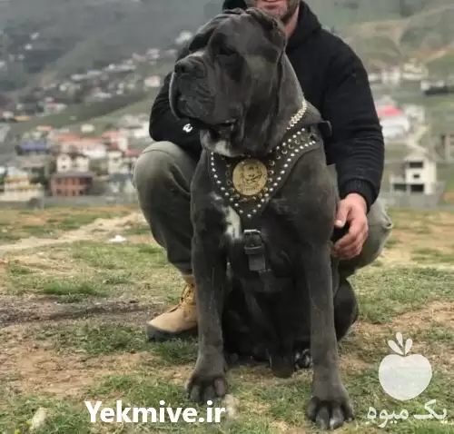 فروش سگ نگهبان فروش توله سگ در تهران در گروه سگ و گربه در یکمیوه -عکس1