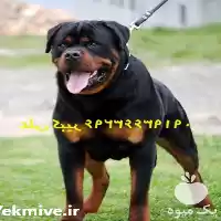 خرید فروش سگ روتوایلر بالغ توله در کرج در گروه سگ و گربه در یکمیوه