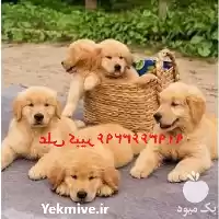 قیمت خرید سگ گلدن رتریور توله در قم در گروه سگ و گربه در یکمیوه