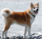 خرید فروش ارایه شسگ اکیتا ژاپنی در گروه سگ و گربه در یکمیوه