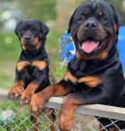 خریدفروش سک روتوایلر اروپایی در کمال شهر در گروه سگ و گربه در یکمیوه