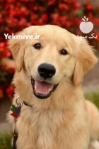 خرید و فروش سگ گلدن روتریور سگ در شهرجدید هشتگرد در گروه سگ و گربه در یکمیوه