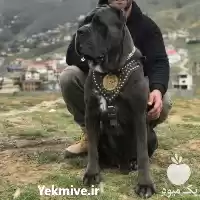 فروش سگ نگهبان فروش توله سگ در تهران در گروه سگ و گربه در یکمیوه