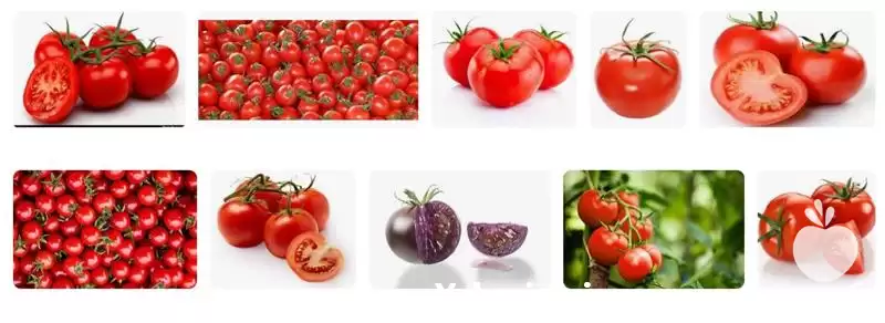 فروش ارائه بهترین قیمت گوجه در کرمان  در گروه خرید و فروش گوجه فرنگی در یکمیوه -عکس1