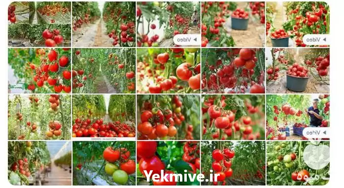 قیمت خرید بهترین قیمت گوجه عمده در گروه خرید و فروش گوجه فرنگی در یکمیوه -عکس1