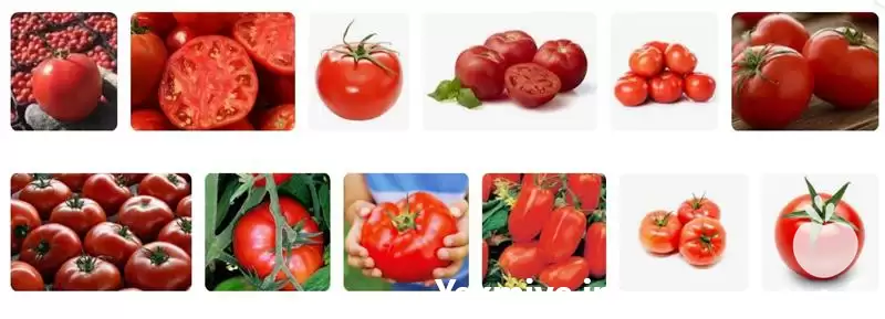 فروش گوجه فرنگی آبدار و بدون لک در شیراز در گروه خرید و فروش گوجه فرنگی در یکمیوه -عکس1