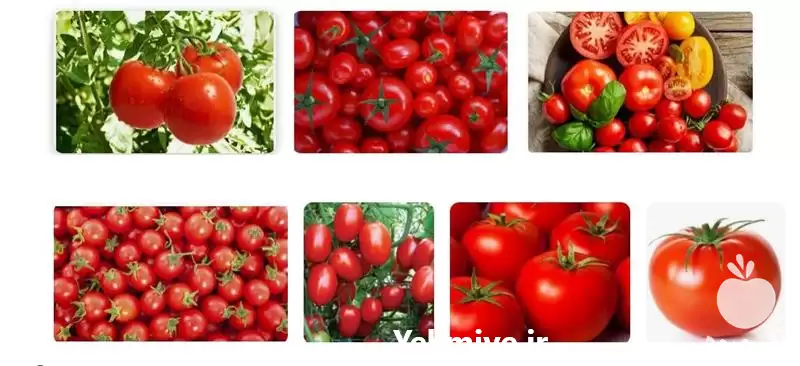 قیمت خرید تولید گوجه فرنگی خوش در مشهد در گروه خرید و فروش گوجه فرنگی در یکمیوه -عکس1