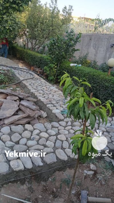 نصب سنگ لاشه دماوند اجرای سنگ در گروه سازنده در یکمیوه -عکس4