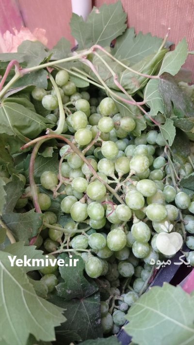 غوره تازه در اصفهان در گروه خرید و فروش انگور در یکمیوه -عکس1