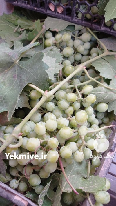 غوره تازه در اصفهان در گروه خرید و فروش انگور در یکمیوه -عکس2