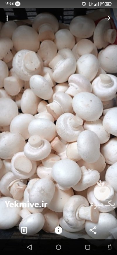 بسته بندی قارچ خوراکی دکمه ای در جهرم در گروه خرید و فروش قارچ در یکمیوه -عکس1
