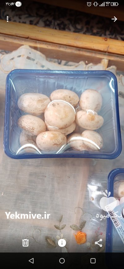 بسته بندی قارچ خوراکی دکمه ای در جهرم در گروه خرید و فروش قارچ در یکمیوه -عکس2