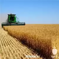 فروش خرید جو گندم به قیمت در تهران در گروه خرید و فروش گندم و جو در یکمیوه