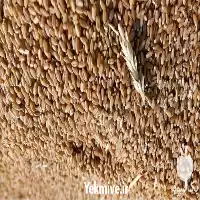 فروش گندم و جو به قیمت در تهران در گروه خرید و فروش گندم و جو در یکمیوه