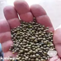 خرید و فروش حبوبات درجه یک در تهران در گروه خرید و فروش غلات و حبوبات در یکمیوه