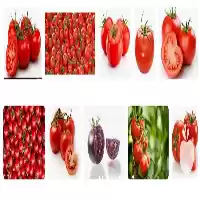 فروش ارائه بهترین قیمت گوجه در کرمان  در گروه خرید و فروش گوجه فرنگی در یکمیوه