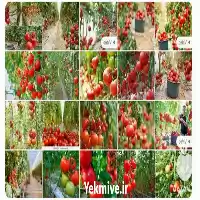 قیمت خرید بهترین قیمت گوجه عمده در گروه خرید و فروش گوجه فرنگی در یکمیوه