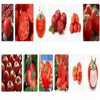 فروش گوجه فرنگی آبدار و بدون لک در شیراز در گروه خرید و فروش گوجه فرنگی در یکمیوه