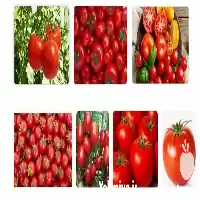 قیمت خرید تولید گوجه فرنگی خوش در مشهد در گروه خرید و فروش گوجه فرنگی در یکمیوه