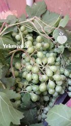 غوره تازه در اصفهان در گروه خرید و فروش انگور در یکمیوه