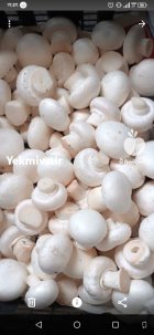 بسته بندی قارچ خوراکی دکمه ای در جهرم در گروه خرید و فروش قارچ در یکمیوه