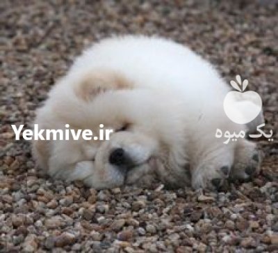 خرید و فروش سگ چاو چاو در کرج در گروه سگ و گربه در یکمیوه -عکس1