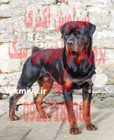 خرید فروش سگ سگ روتوایلر اصیل در گروه سگ و گربه در یکمیوه -عکس1