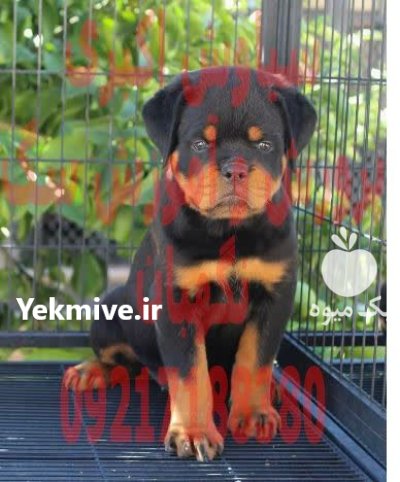 خرید فروش سگ توله سگ روتوایلر در گروه سگ و گربه در یکمیوه -عکس1
