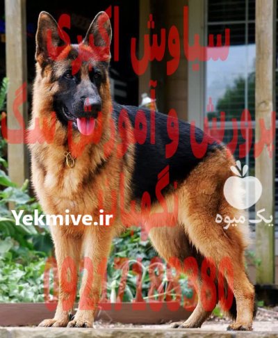 خرید فروش سگ سگ ژرمن اصیل در تهران در گروه سگ و گربه در یکمیوه -عکس1