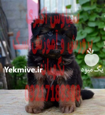 خرید فروش سگ توله سگ ژرمن در تهران در گروه سگ و گربه در یکمیوه -عکس1