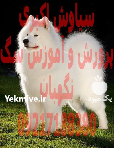 خرید فروش سگ سگ ساموید اصیل در تجریش در گروه سگ و گربه در یکمیوه -عکس1