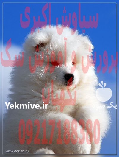 خرید فروش سگ توله سگ ساموید در تهران در گروه سگ و گربه در یکمیوه -عکس1