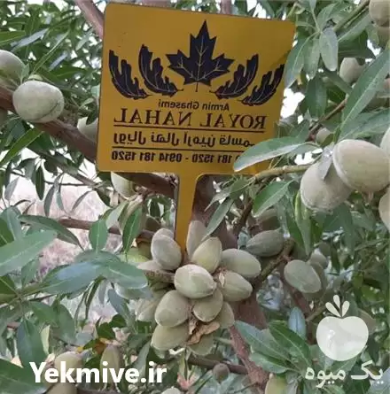 فروش نهال بادام سردسیری در گروه خرید و فروش نهال بادام در یکمیوه -عکس1