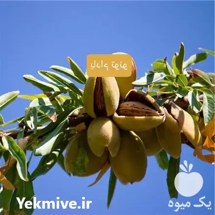 خرید نهال بادام تونو در تهران در گروه خرید و فروش نهال بادام در یکمیوه -عکس1