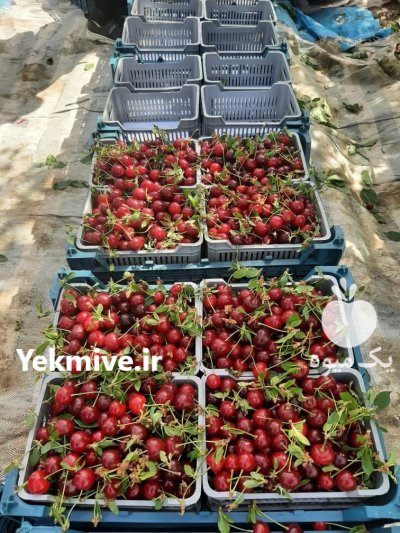 گیلاس گیلاس تک دان در خوی در گروه خرید و فروش گیلاس در یکمیوه -عکس1