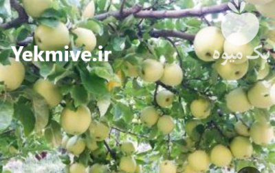 فروش سیب گلاب در سمیرم در گروه خرید و فروش سیب در یکمیوه -عکس1