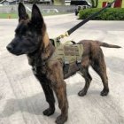 خرید فروش سگ مالینویز سگ مواد در گرمدره در گروه سگ و گربه در یکمیوه