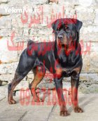 خرید فروش سگ سگ روتوایلر اصیل در گروه سگ و گربه در یکمیوه