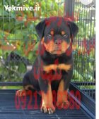 خرید فروش سگ توله سگ روتوایلر در گروه سگ و گربه در یکمیوه