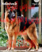 خرید فروش سگ سگ ژرمن اصیل در تهران در گروه سگ و گربه در یکمیوه